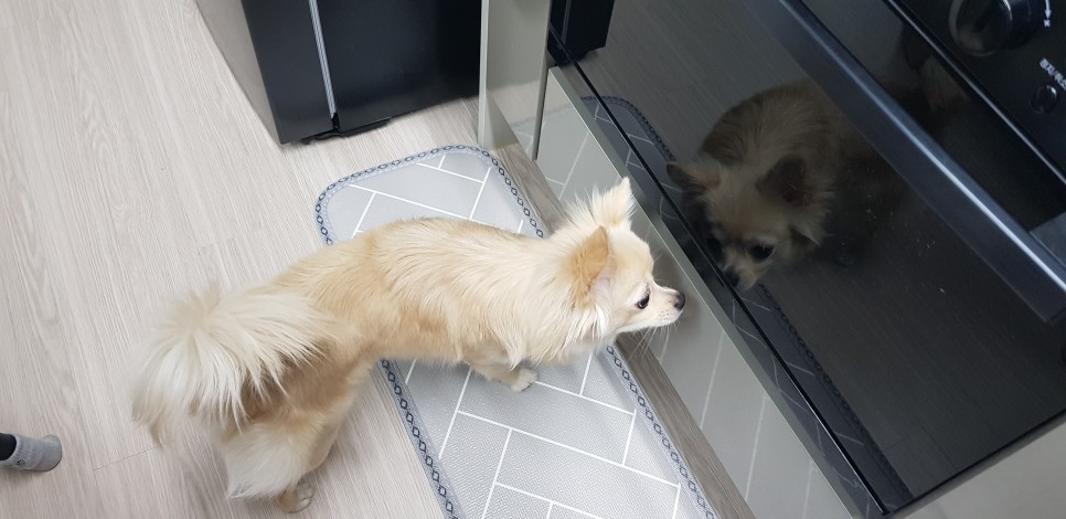 [강아지간식]허닭x핏펫몰 꼬꼬가슴살 맛있는 냄새로 9