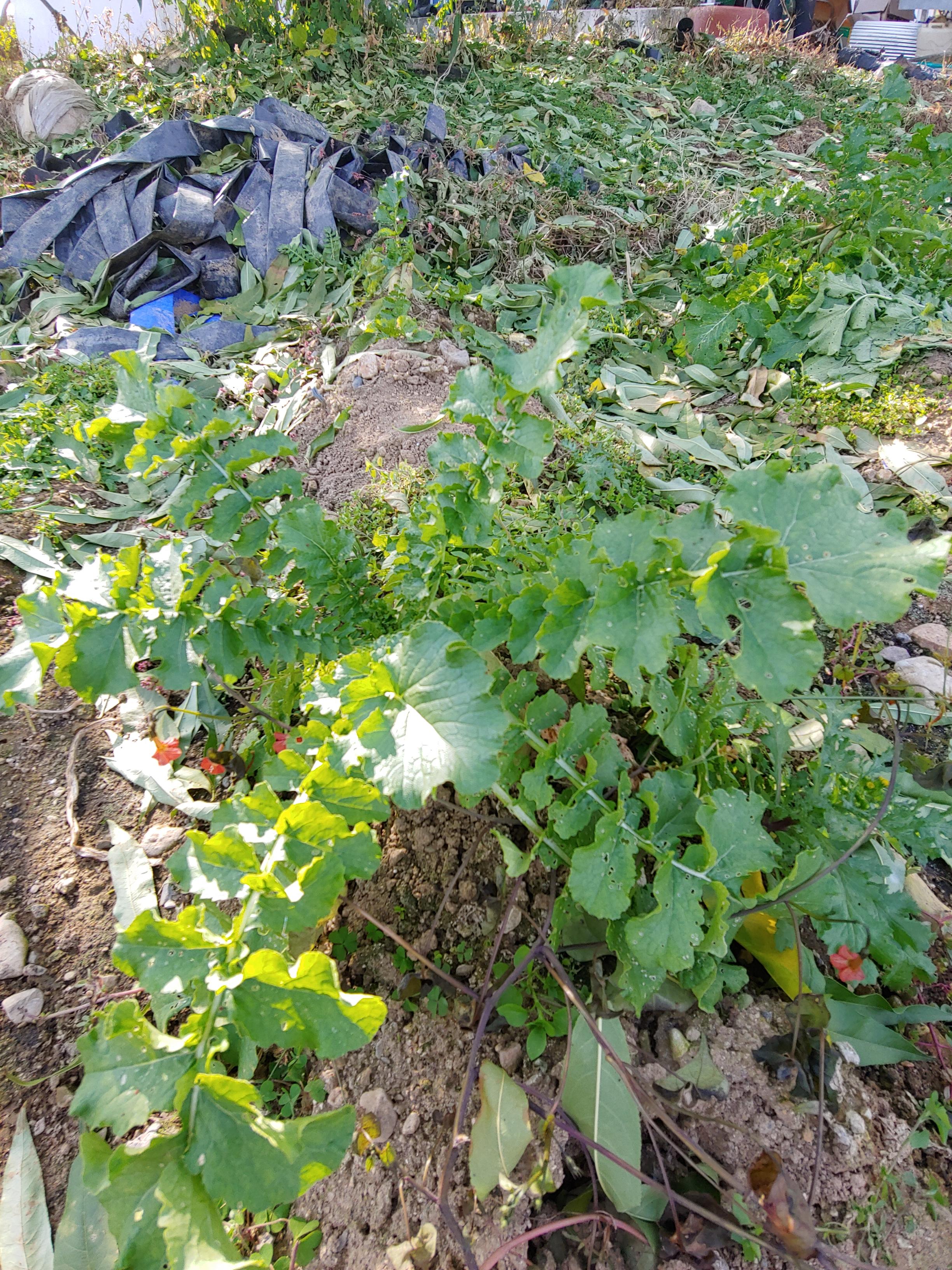  무 사진 공유해요