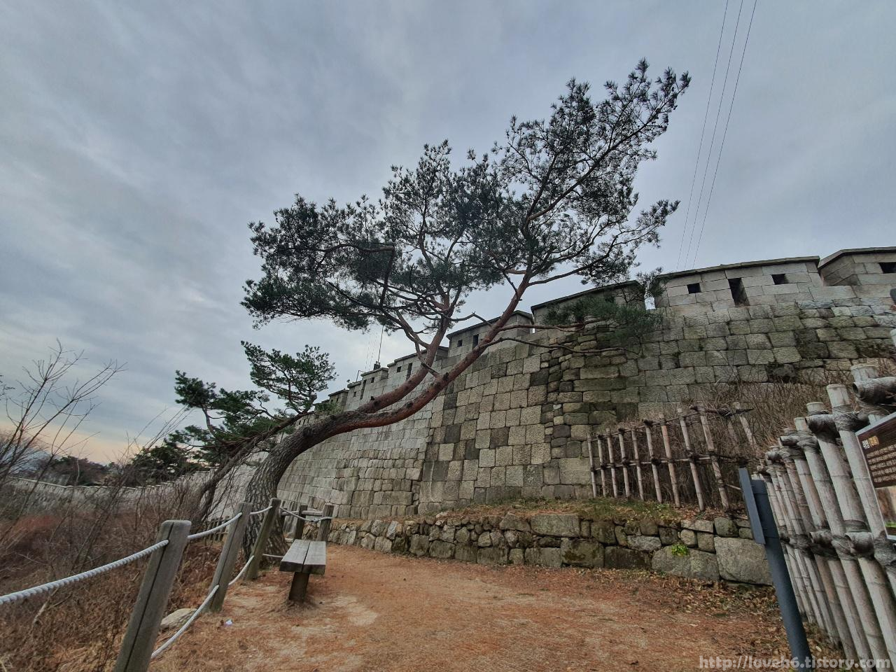 북악산_北岳山_Bukaksan/어쩜 저리 멋지게 

나무가 자랐는지

눈 호강하고 왔습니다 
나무가 성벽까지 뻗어서 자란 모습이 
정맛 멋졌답니다