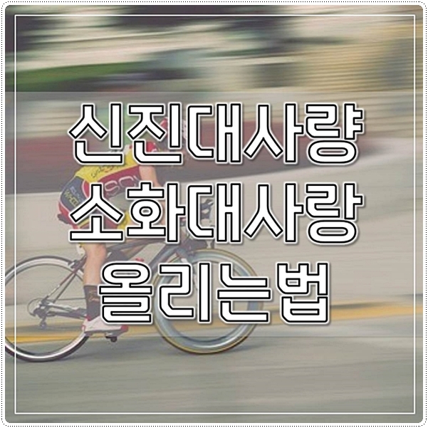  신진대사량 소화대사랑 올리는법