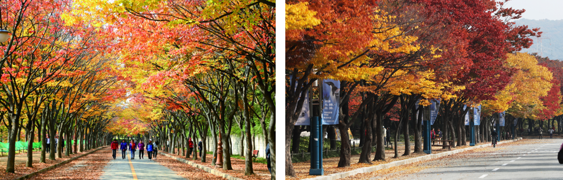 인천대공원 단풍