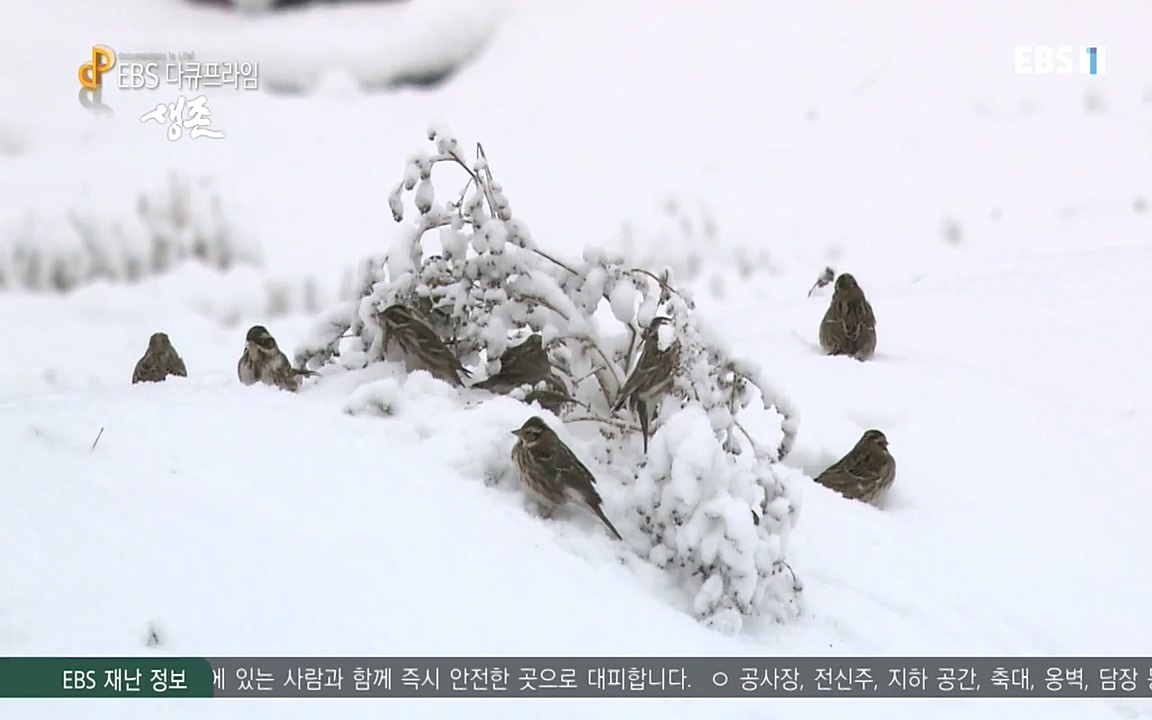 생존 3부_ EBS 다큐프라임_ 220629.avi_20220701_210534.157.jpg