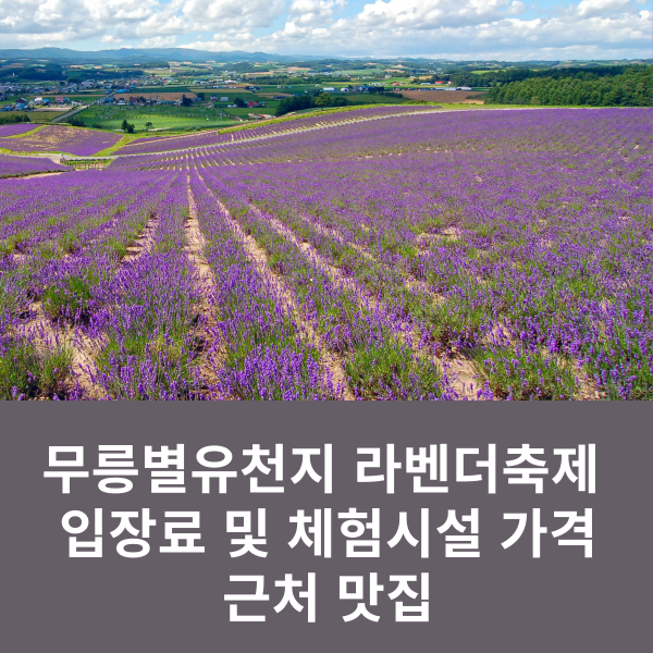 무릉별유천지 라벤더꽃축제