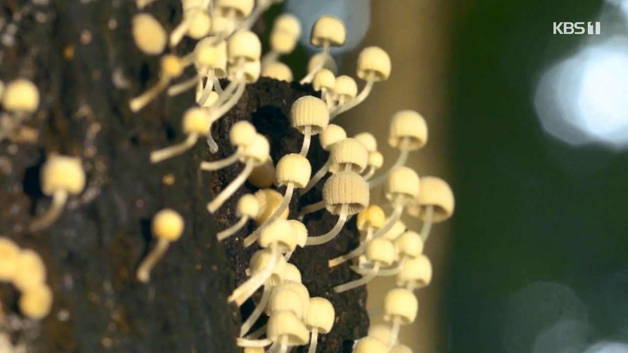 다큐 온.E227.231120p-NEXT.mp4_20231121_203654.354.jpg