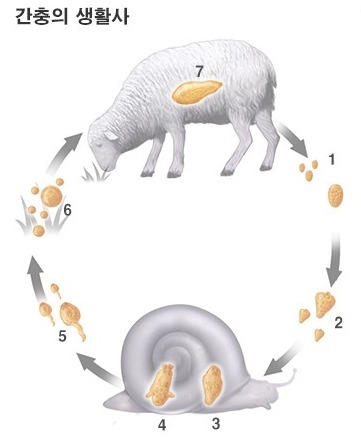  숙주를 꼭두각시화 하는 '간충(파스키올라 헤파티카Fasciola hepatica);숙주,숙주조종,개미,양,기생충번식,꼭두각시,생간,날음식,회,달팽이.
