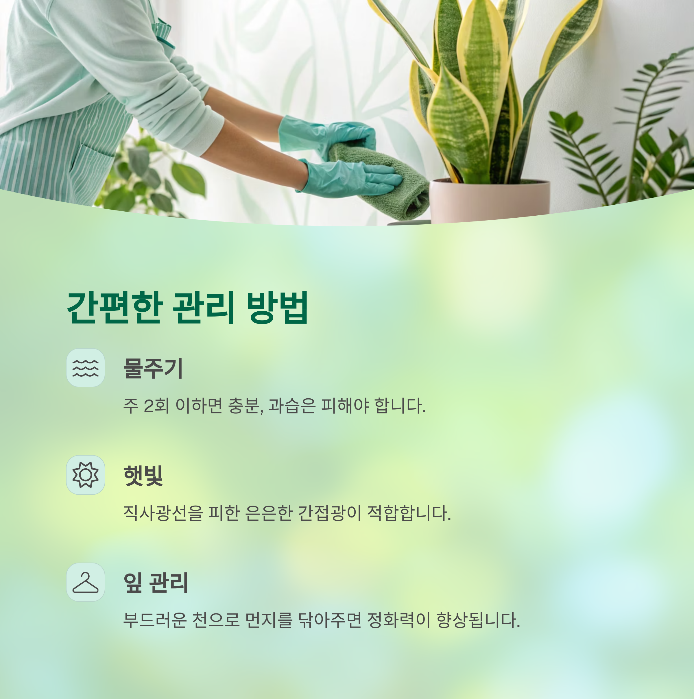 물 주기와 관리, 생각보다 간단한 스투키