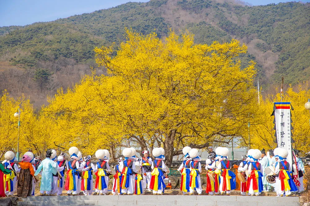 구례 산수유축제 기간 산수유마을 개화시기_4