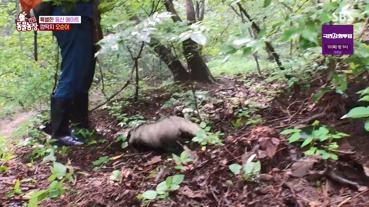 TV 동물농장.E1132.230807p-NEXT.mp4_20230806_164226.088.jpg