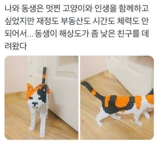  고양이를 데리고 오고 싶었지만