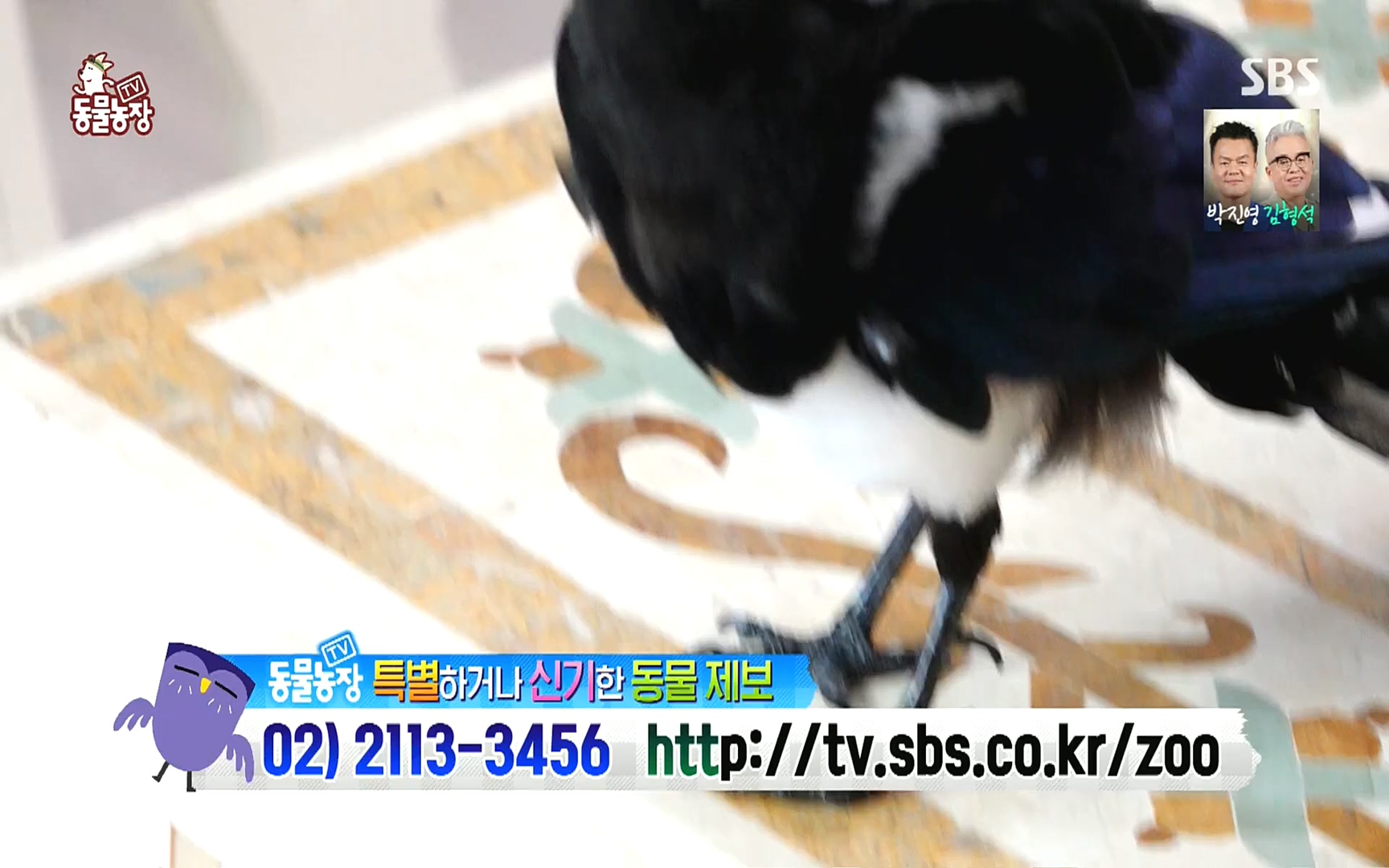 TV 동물농장.E1089.221002p.H264-F1RST.mp4_20221002_181930.145.jpg