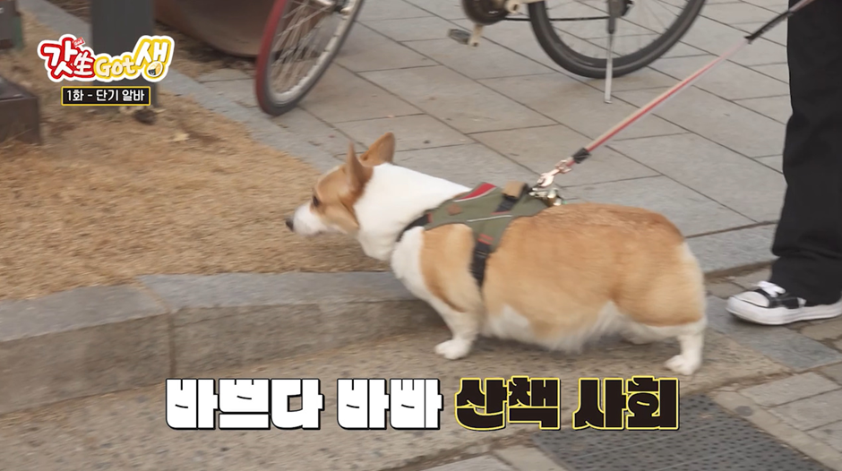요즘 강아지 산책 한번 시켜주고 받는 비용...jpg | 인스티즈