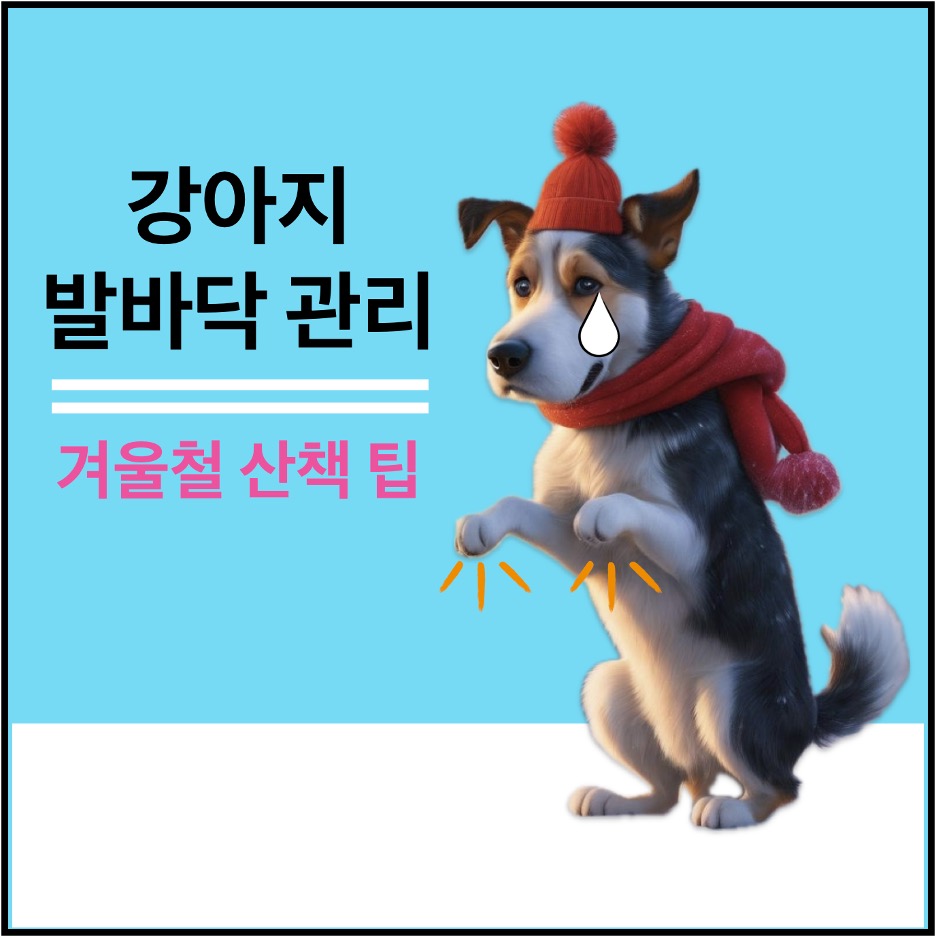 겨울철 강아지 발바닥 관리