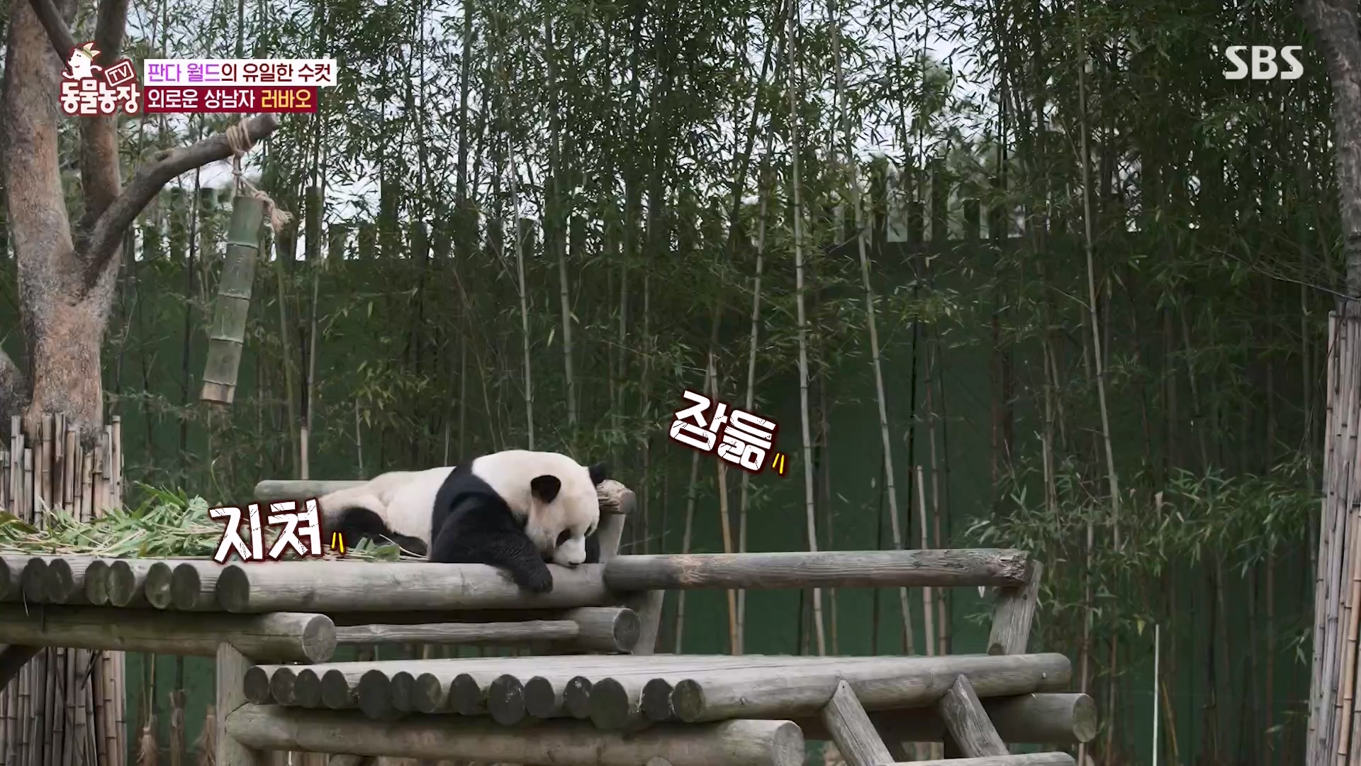 TV 동물농장.E1163.240317p-NEXT.mp4_20240317_171055.714.jpg