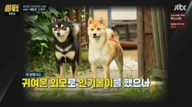  시바견 분양이 중단된 이유