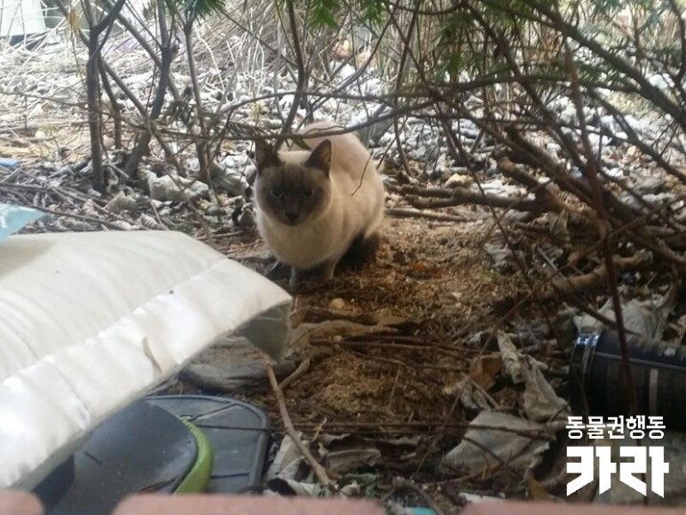샴 고양이 '모아'의 일생에 가족을 찾습니다 [입양 완료] 추운 겨울 화단에 버려졌다 10