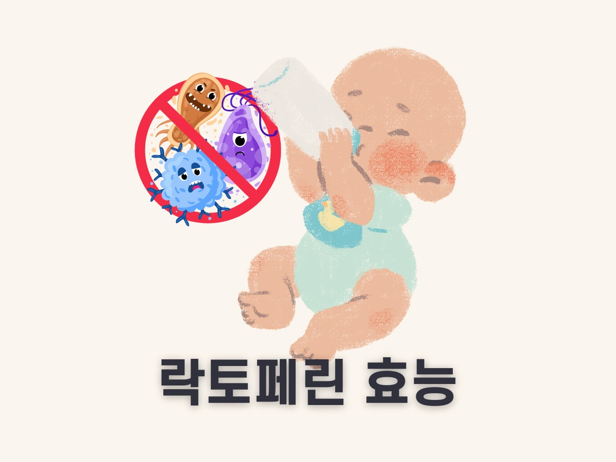 락토페린 효능