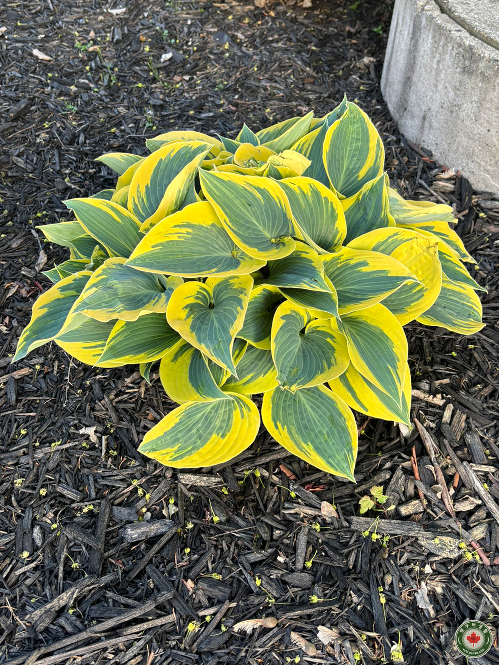 호스타, 비비추, Hosta, Plantain Lily