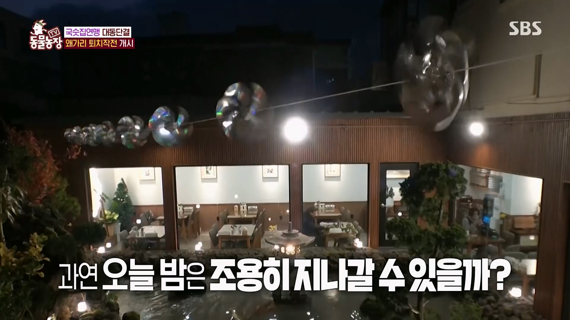 TV 동물농장.E1103.230108p.H264-F1RST.mp4_20230108_174636.681.jpg