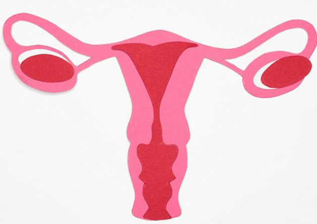 여성의 생식기 자궁 난소 나팔관 질