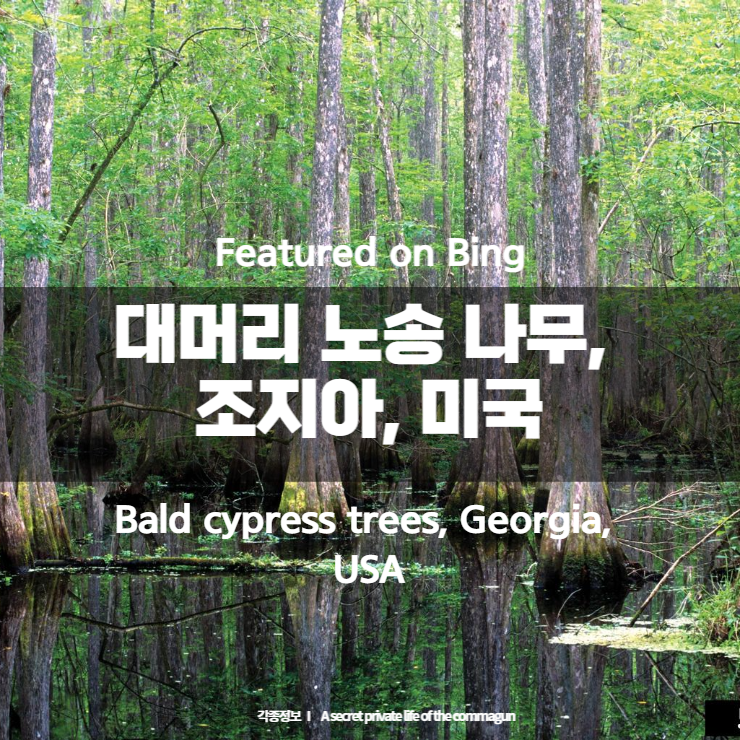 Featured on Bing - 대머리 노송 나무&#44; 조지아&#44; 미국 Bald cypress trees&#44; Georgia&#44; USA