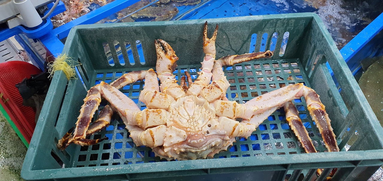  송파 가락시장에서도 싱싱한 해산물을 구매할 수 있습니다.