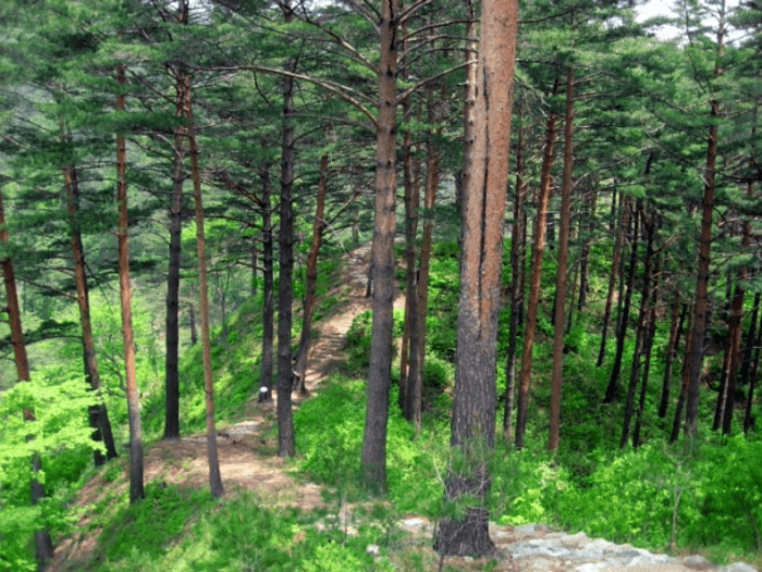 수백그루의-금강소나무가-있는-숲이다