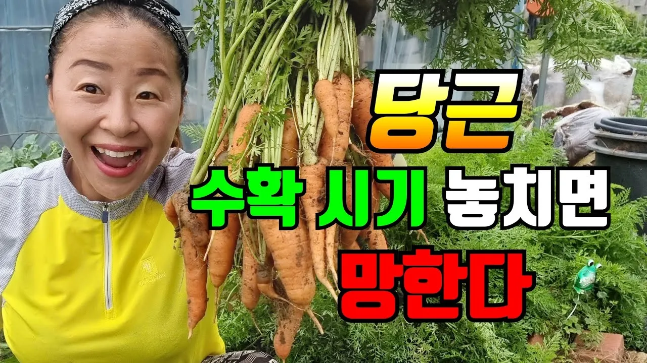 당근 수확시기 파종시기 효능 요리법_7