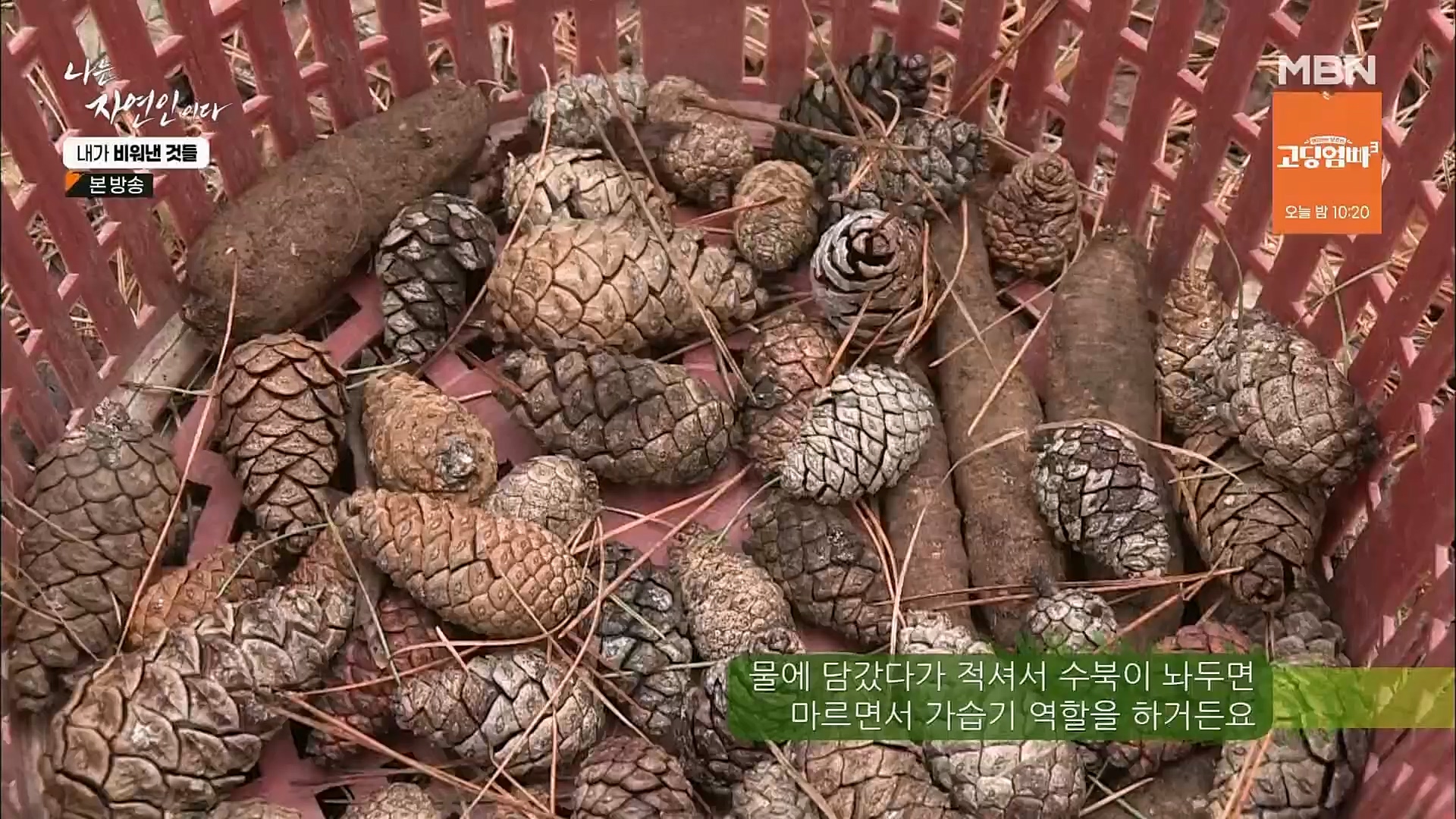 나는 자연인이다.E543.230301p.H264-F1RST.mp4_20230302_192647.555.jpg