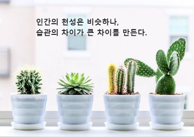 창문 앞 선인장 화분 네개