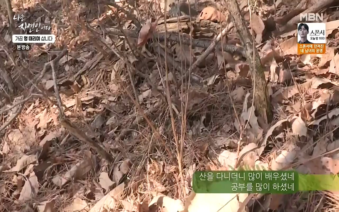 나는 자연인이다.E493.220317p-NEXT.mp4_20220317_172913.184.jpg