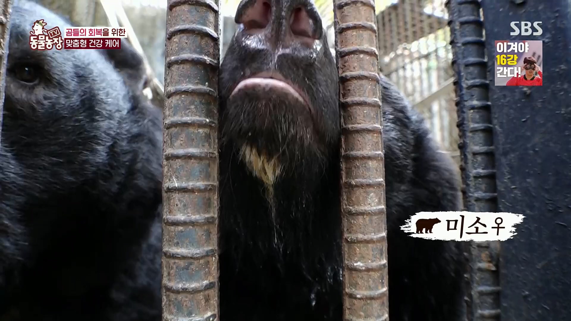 TV 동물농장.E1096.221120p.H264-F1RST.mp4_20221120_193722.556.jpg