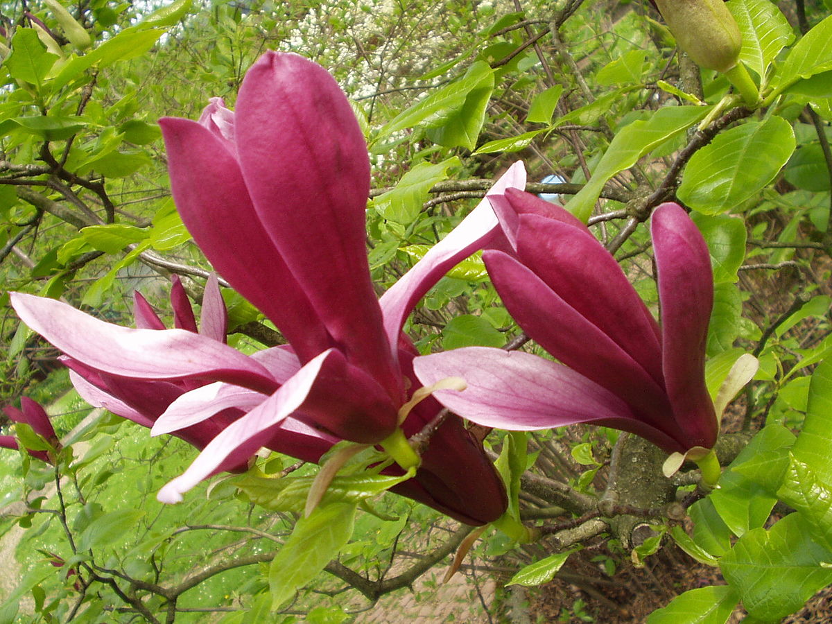 자목련 (학명: Magnolia liliflora) 꽃말: 믿음&amp;#44; 자연애&amp;#44; 은혜&amp;#44; 존경&amp;#44; 숭고한 사랑