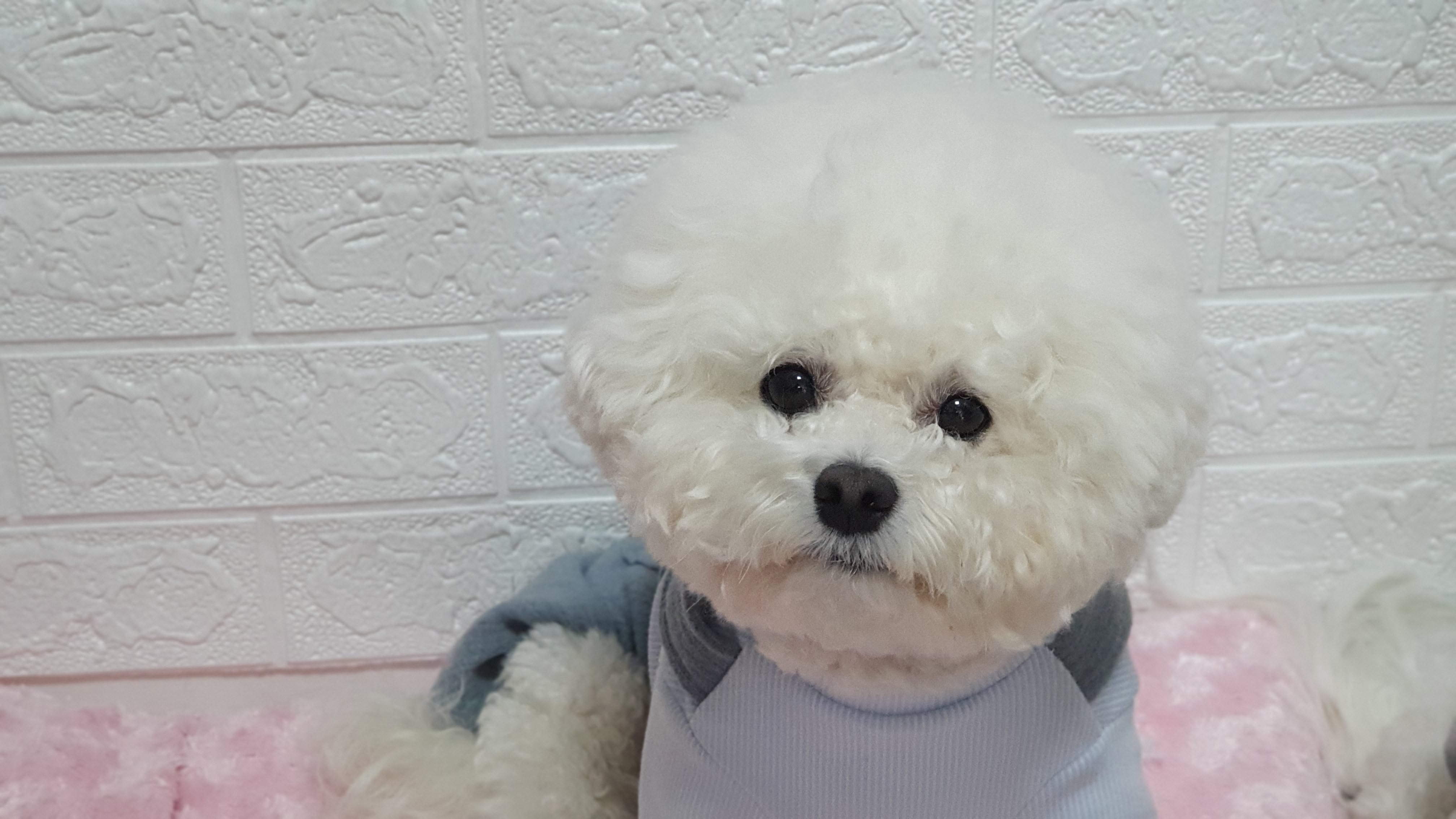  강아지 털관리 방법