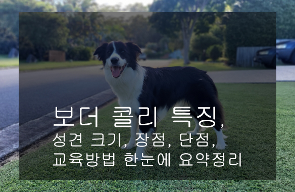보더 콜리 특징, 성견 크기, 장점, 단점, 교육방법 한눈에 요약정리