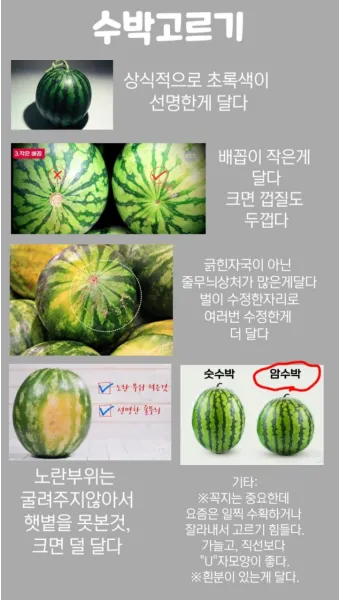 맛있는 수박 고르는법 5가지 feat 좋은 수박 암수 구별법_19