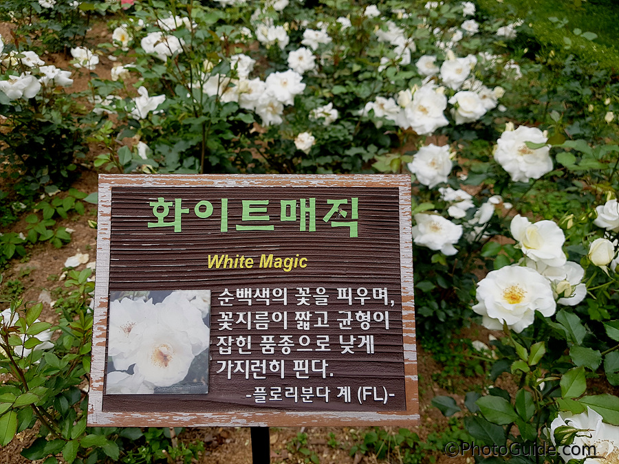 화이트매직