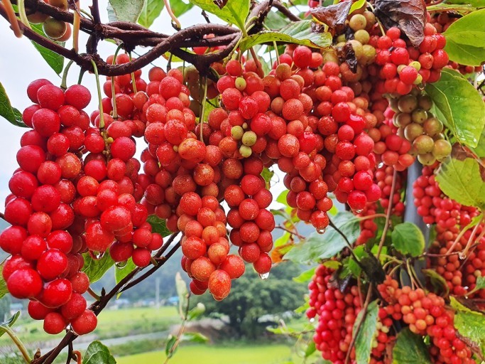  오미자 효능 알아보기