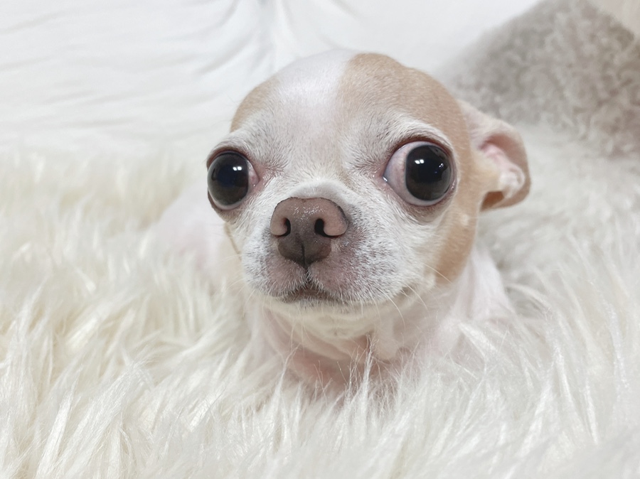 단모 성격 털빠짐 주의점 16