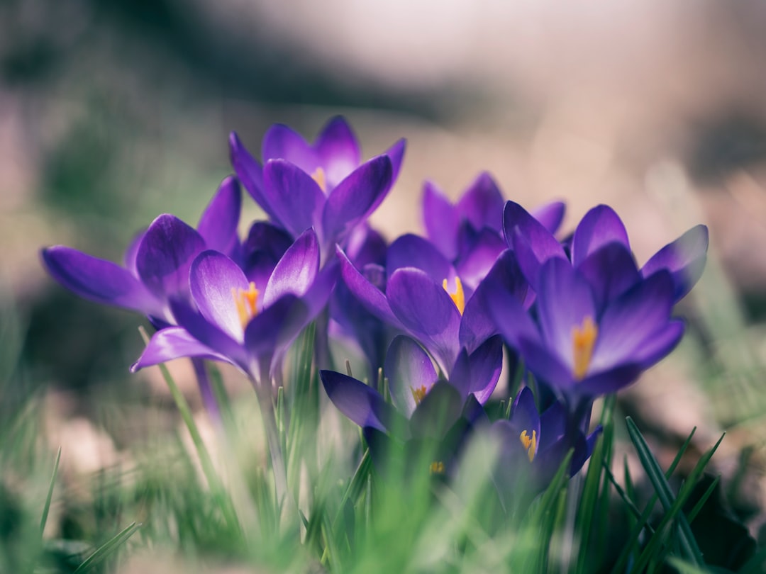 Spring