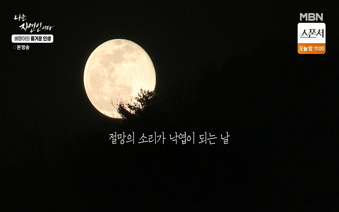 나는 자연인이다.E495.220331p-NEXT.mp4_20220331_174402.934.jpg