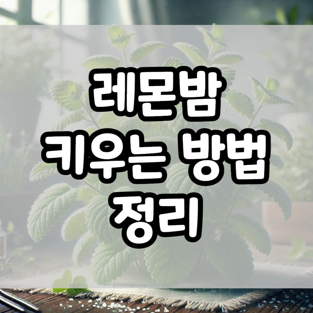 레몬밤 키우는 방법 정리