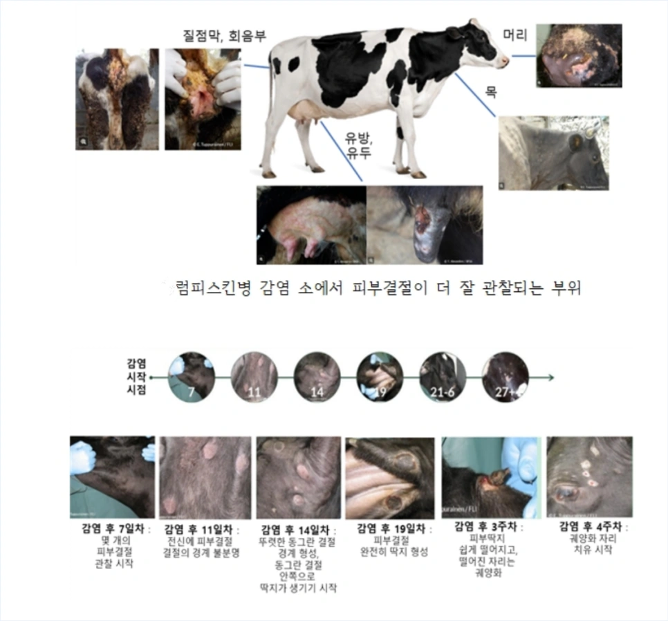 럼프스킨병 피부결절 병변진행경과