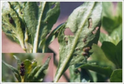구기자 열점박이잎벌레 피해증상 및 성충
