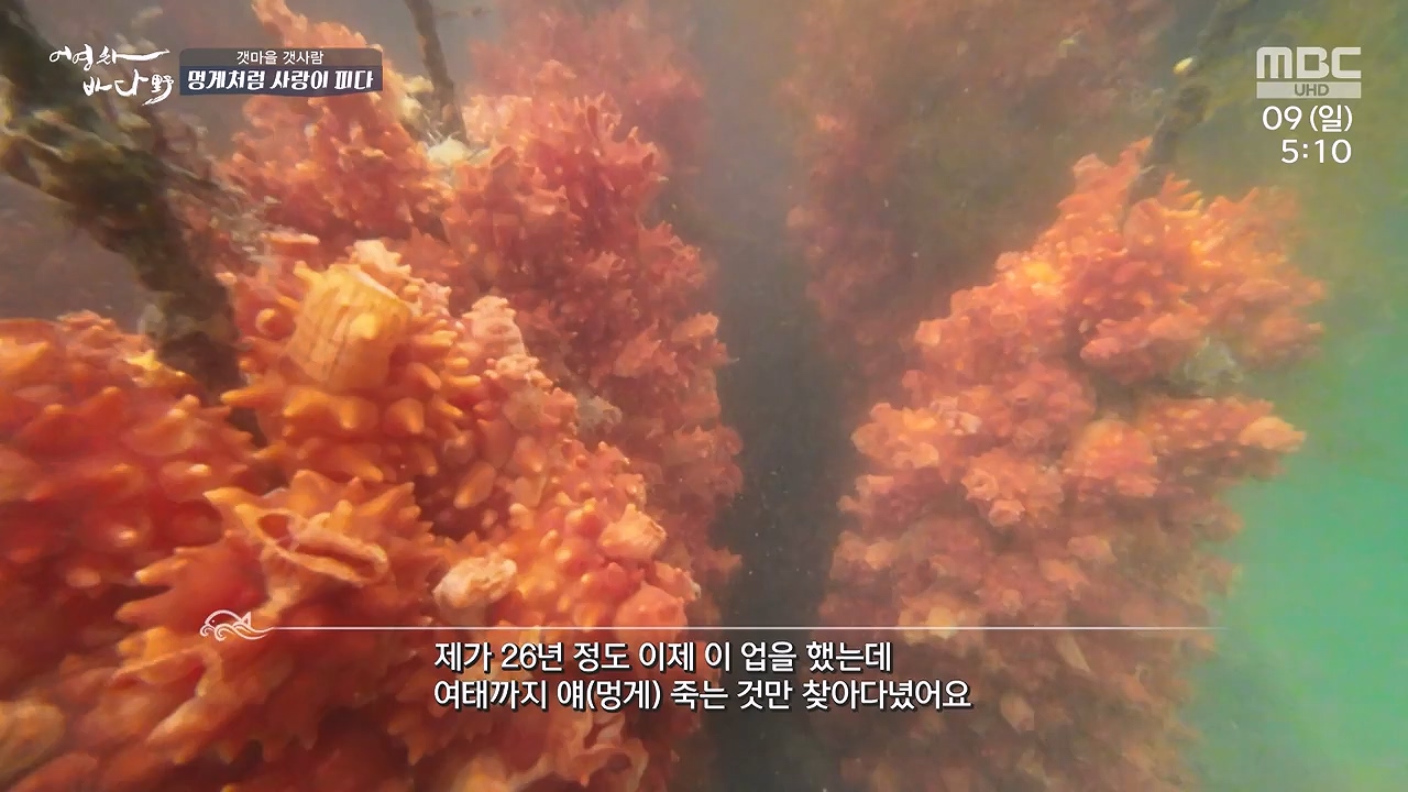 MBC 네트워크 특선 푸른백세 어영차 바다야.E1684.240610p-NEXT.mp4_20240611_203113.700.jpg