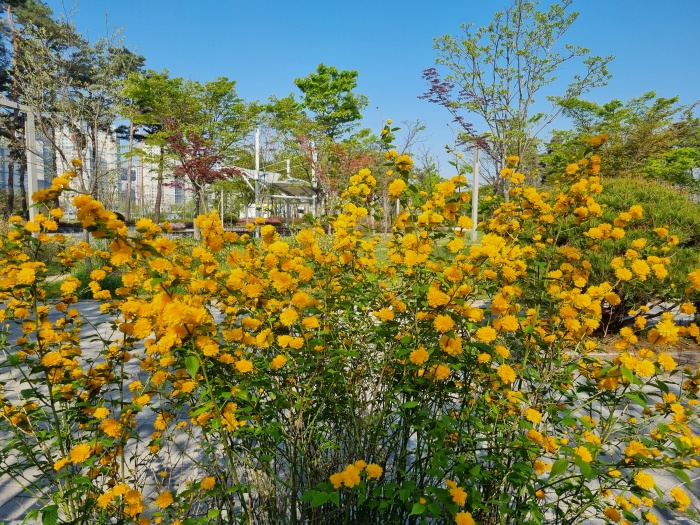 겹황매화