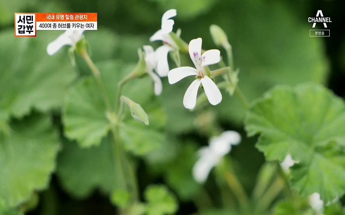 서민 갑부.E380.220424p-NEXT.mp4_20220424_184334.810.jpg