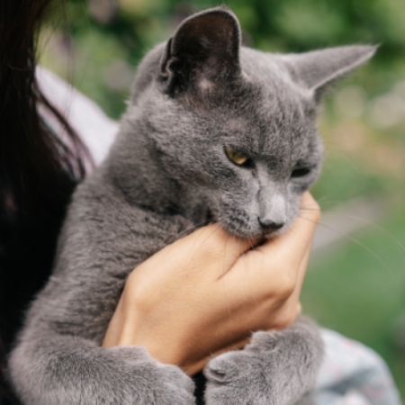 짧은 머리의 회색 고양이는 사람의 손가락을 물고 놀고 있습니다.