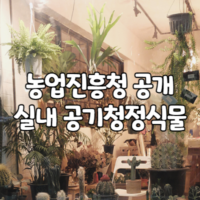 공기정화식물