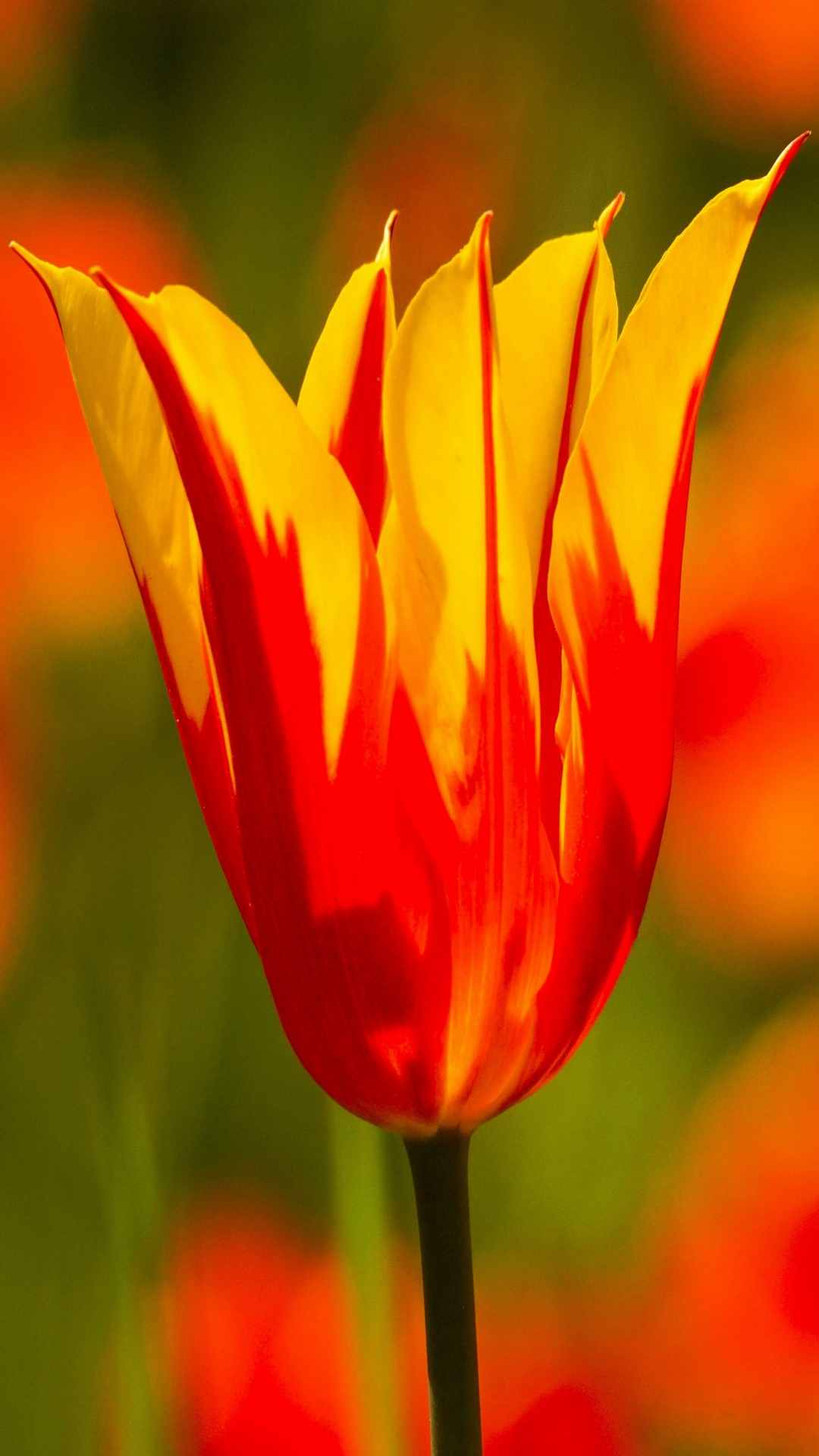 Tulip Flower iPhone Wallpaper