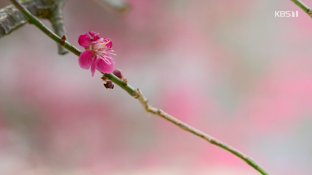 다큐 인사이트.E185.240517p-NEXT.mp4_20240517_202635.268.jpg